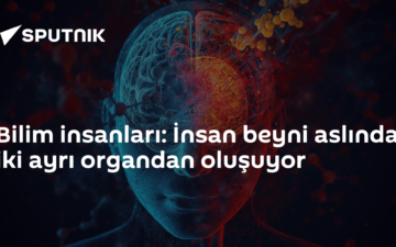 beyin yapısı