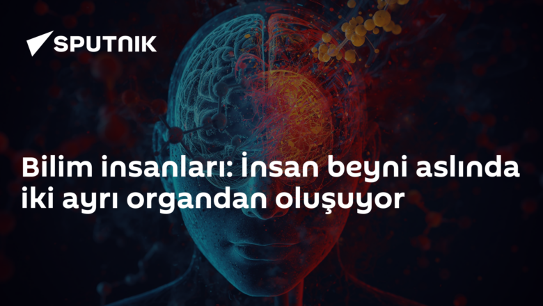 beyin yapısı
