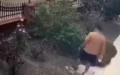 kedi