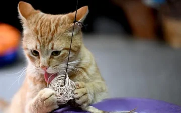 kedilerden rabies bulaşması