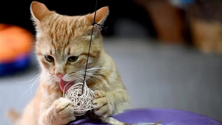 kedilerden rabies bulaşması